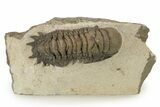 Detailed Crotalocephalina Trilobite - Orange Mineral Striping #251673-1